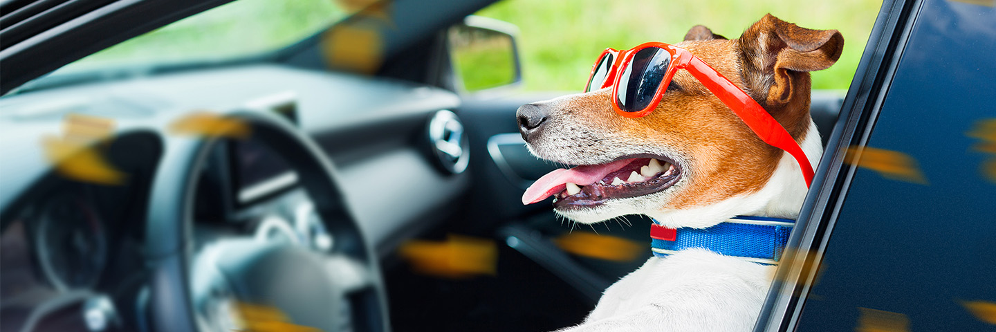 Dog with sunglasses driving a car
